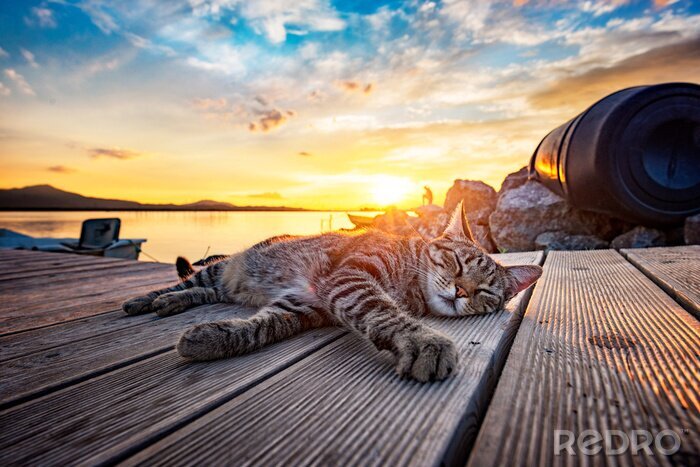 Tableau  Chat qui dort au coucher du soleil