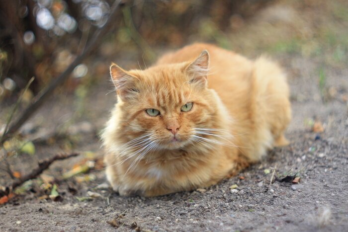 Tableau  Chat roux couché dans le jardin