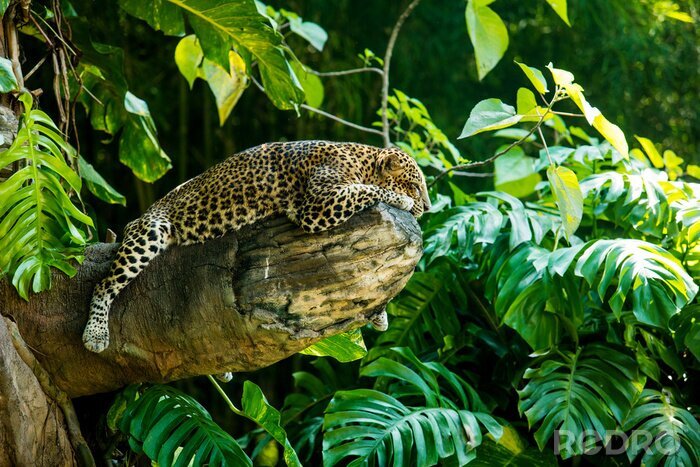 Tableau  Chat sauvage dans la jungle