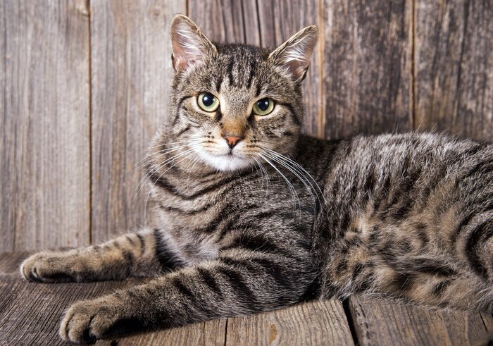 Tableau  Chat sur bois