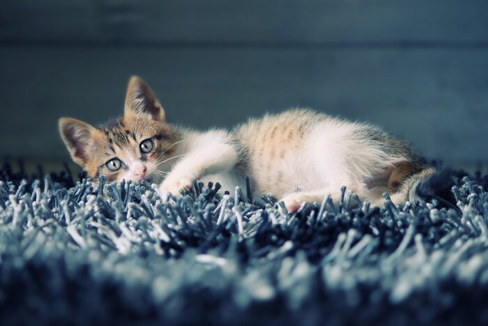 Tableau  Chaton couché animal