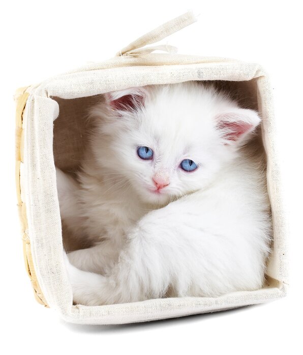 Tableau  Chaton de compagnie dans le panier