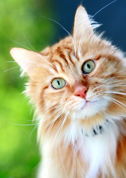 Tableau  Chaton moelleux au gingembre