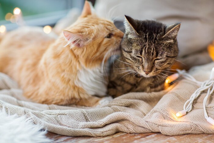 Tableau  Chatons sur le lit