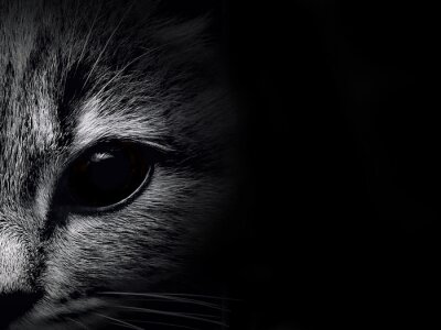 Chats portrait d'un chat avec un oeil au beurre noir de couleurs sombres