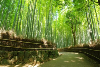 Chemin à travers la forêt de bambous