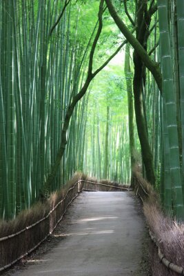 Chemin dans la forêt de bambous