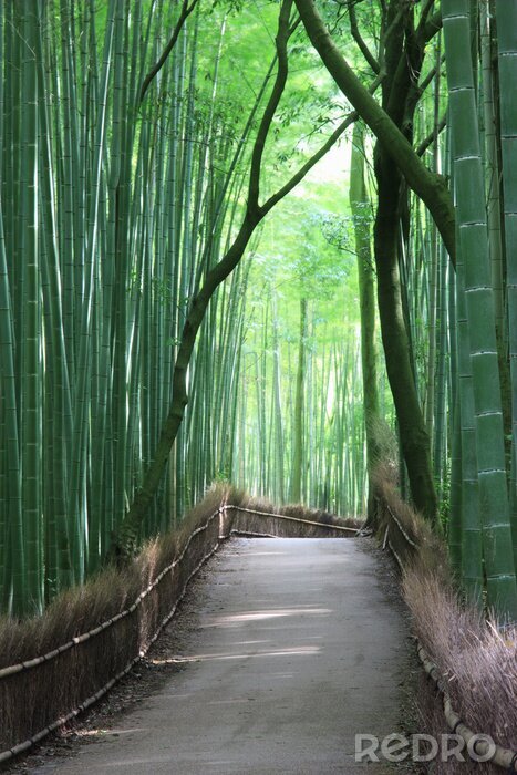 Tableau  Chemin dans la forêt de bambous