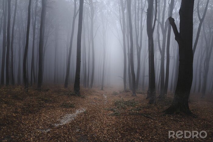 Tableau  Chemin dans une forêt brumeuse