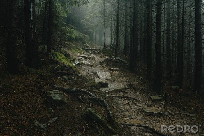 Tableau  Chemin mystérieux dans la forêt