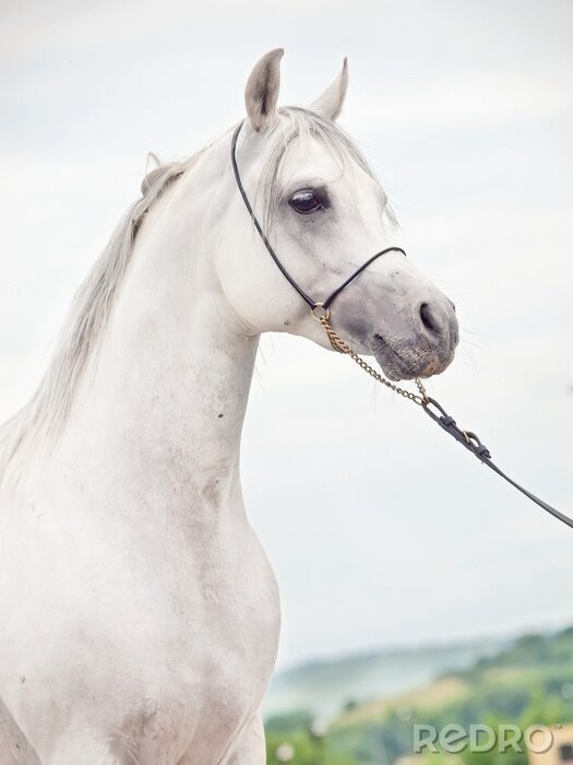 Tableau  Cheval accompagné dans son harnais