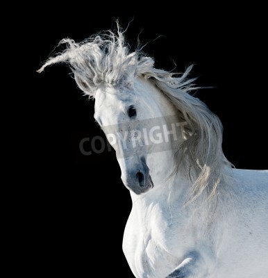 Tableau  Cheval andalou blanc