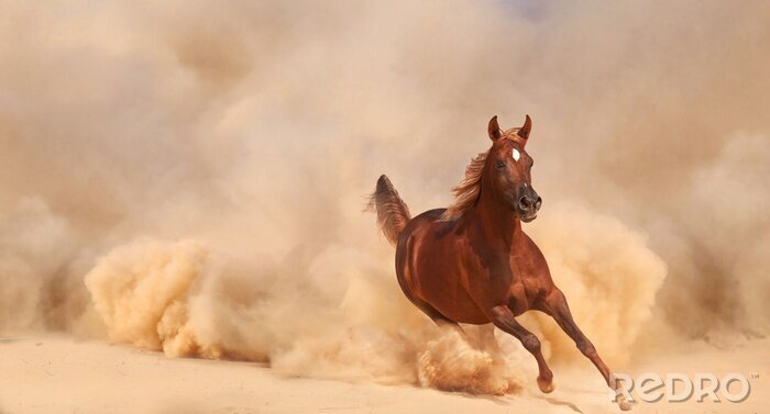 Tableau  Cheval au galop dans la poussière