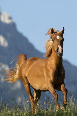 Cheval au galop dans la verdure