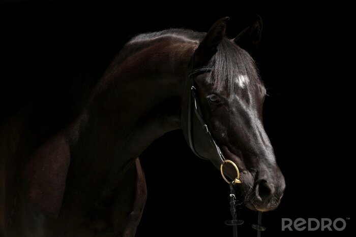 Tableau  Cheval avec une bride dorée