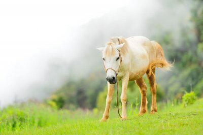 Cheval blanc et le brouillard