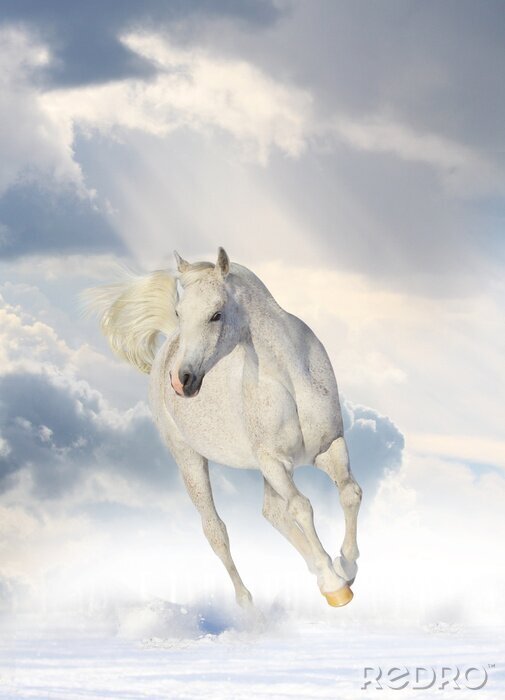 Tableau  Cheval dans les nuages