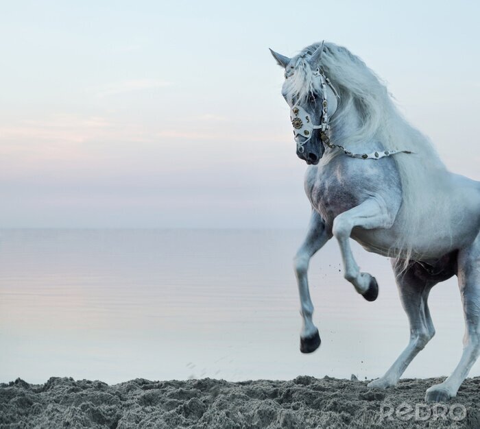 Tableau  Cheval dans une bride décorative