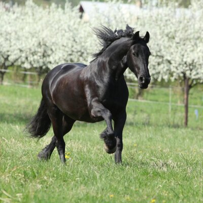 Cheval noir sur fond d'arbres