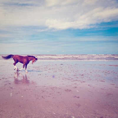 Cheval qui court sur la plage
