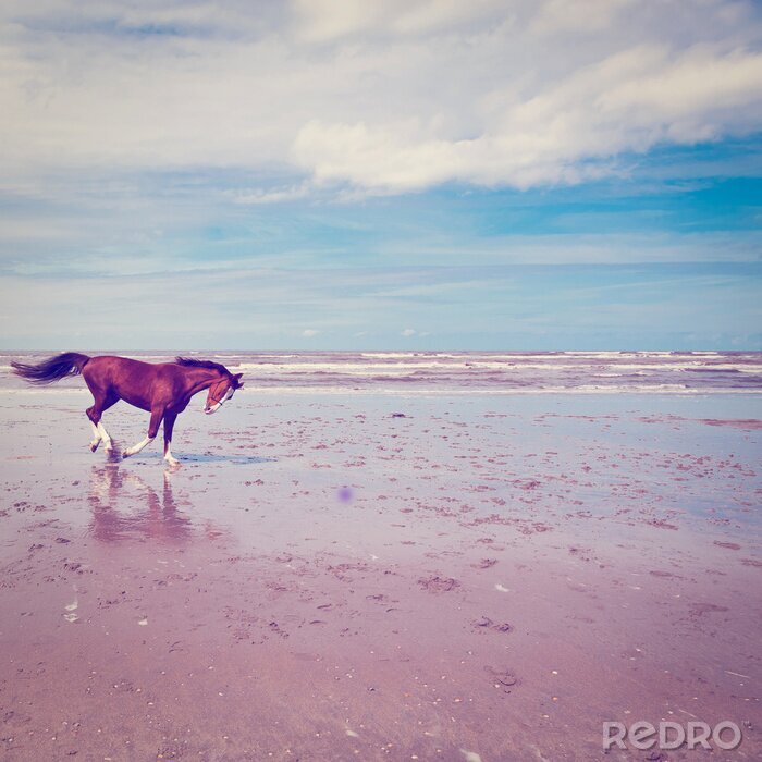 Tableau  Cheval qui court sur la plage