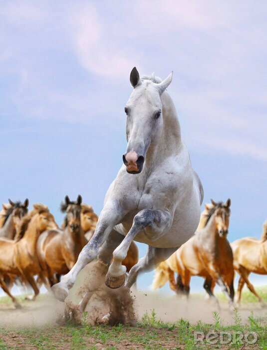 Tableau  Cheval sur fond d'un troupeau