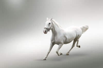 Cheval sur un fond gris et blanc