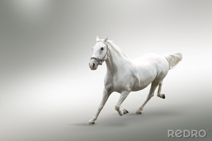 Tableau  Cheval sur un fond gris et blanc