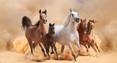 Chevaux arabes qui galopent dans le désert
