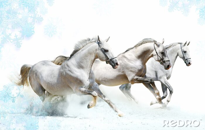 Tableau  Chevaux blancs et flocons de neige bleus