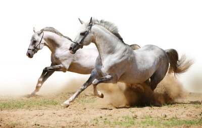 Chevaux courant dans le sable