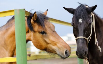 Chevaux devant un enclos coloré