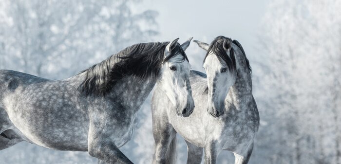 Tableau  Chevaux gris dans la forêt d'hiver