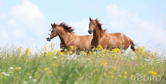 Tableau  Chevaux noirs dans les fleurs