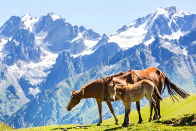 Chevaux noirs dans les montagnes