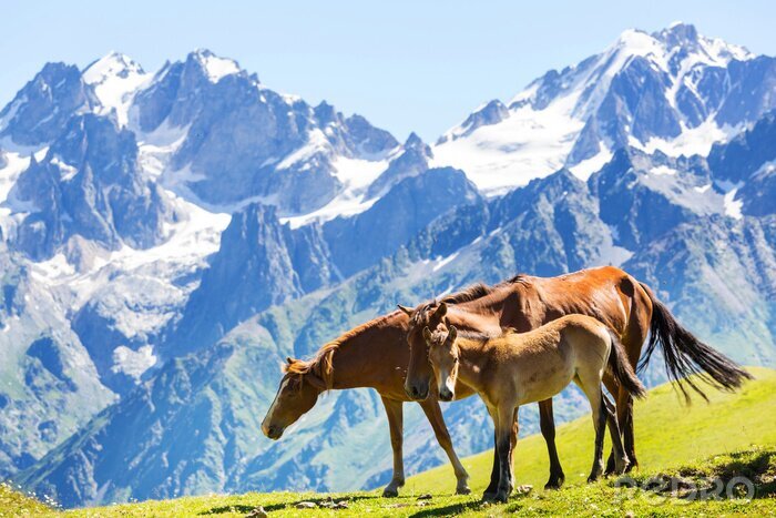 Tableau  Chevaux noirs dans les montagnes