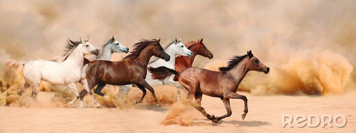Tableau  Chevaux qui courent dans le sable