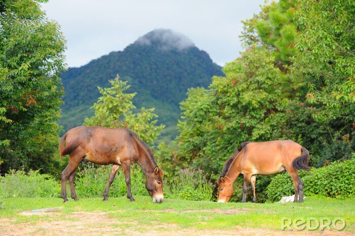 Tableau  Chevaux sur fond de collines