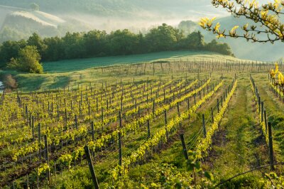 Tableau  Chianti paysage viticole en Toscane, Italie