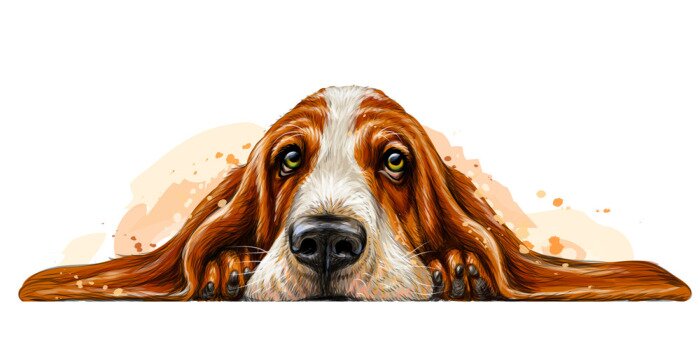 Tableau  Chien basset au repos