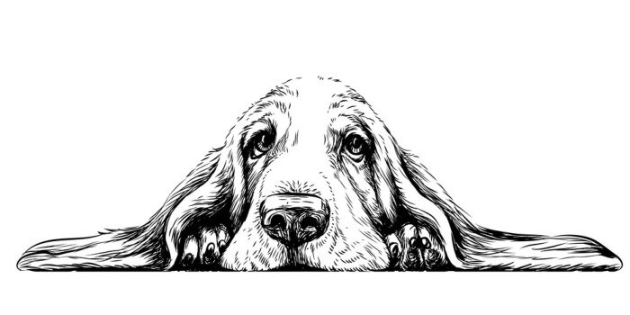 Tableau  Chien basset couché