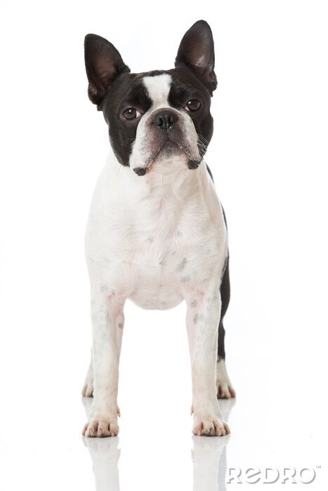 Tableau  Chien boston terrier