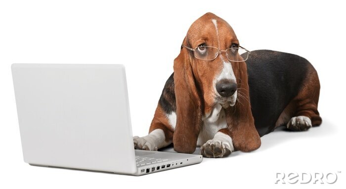 Tableau  Chien, informatique, Animaux familiers.