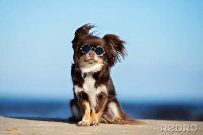 Tableau  Chihuahua avec des lunettes