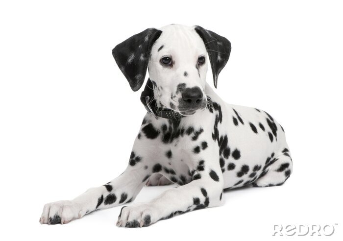 Tableau  Chiot dalmatien