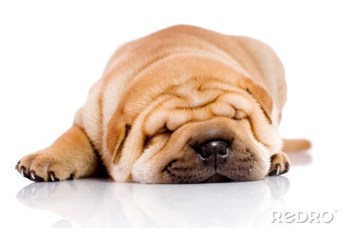 Tableau  Chiot shar pei allongé