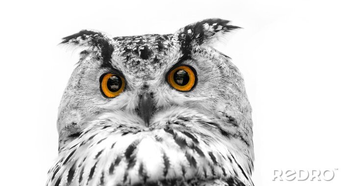 Tableau  Chouette à cornes sur fond blanc