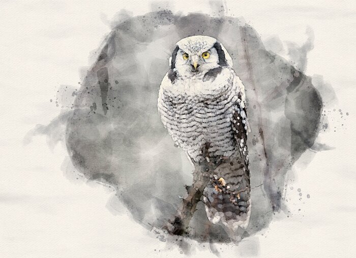 Tableau  Chouette aquarellée sur une branche