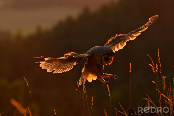 Tableau  Chouette au soleil