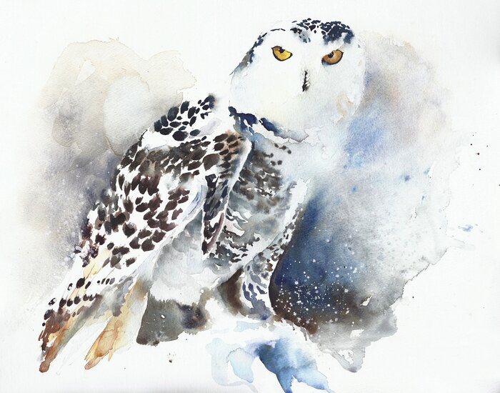 Tableau  Chouette blanche aquarelle